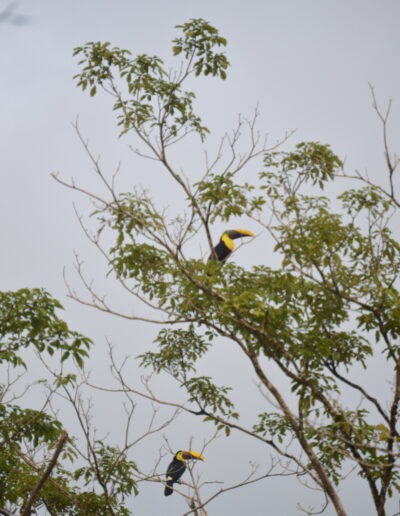 deux toucans, Uvita, Costa Rica