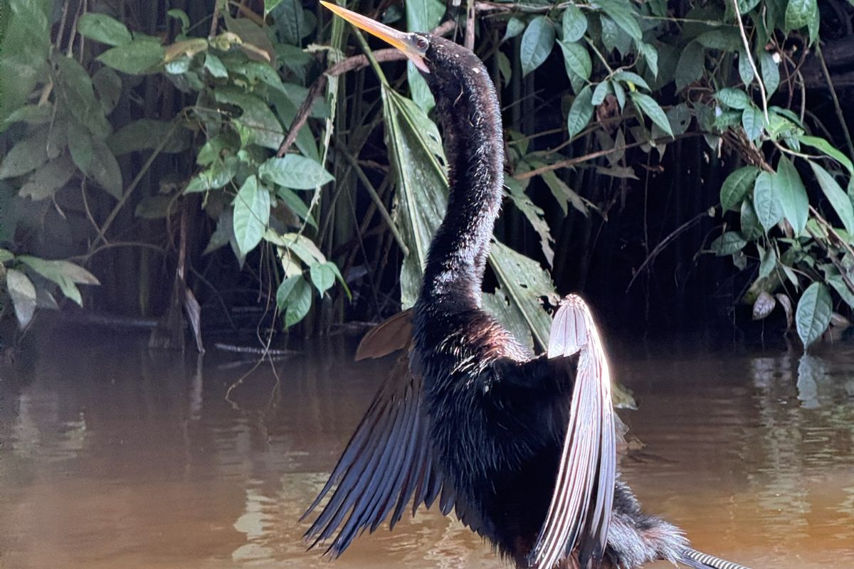 la grue de Tortuguero un oiseau magnifique pris en photo à Tortuguero, pendant un voyage guidé au Costa Rica