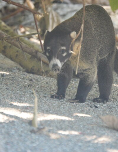 un coati sur une plage du pacifique au Costa Rica