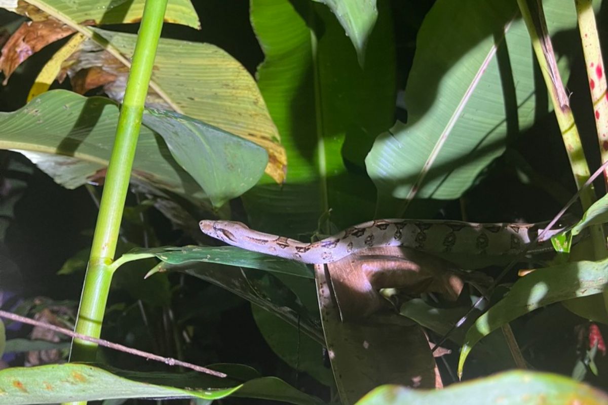 bébé boa un boa dans un arbre aperçu pendant un voyage guidé au Costa Rica