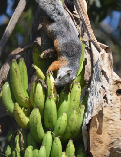 un écureuil à Esparza, au Costa Rica