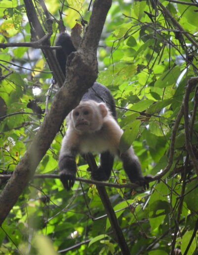 un singe capucin dans la région de puntarenas, au Costa Rica