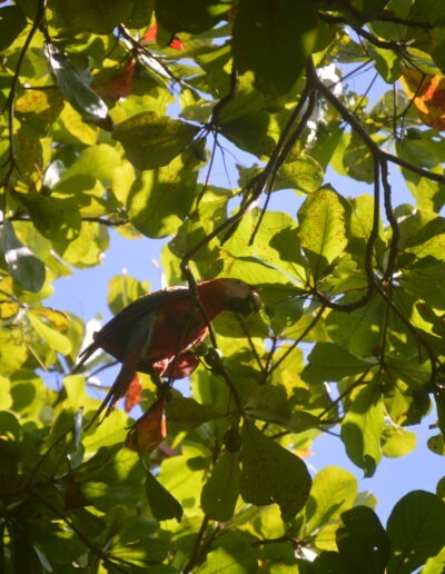 un ara rouge et bleu dans un arbre à cabuyal, au Costa Rica