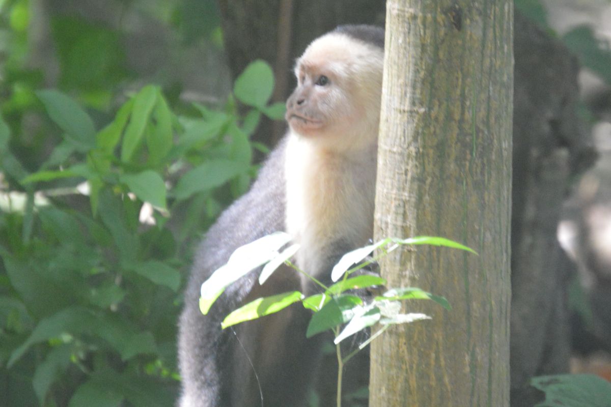 Cabuyal Un singe capucin à Cabuyal, au Costa Rica