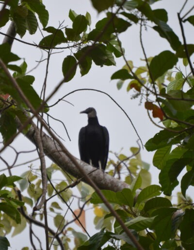 un vautour à Tortuguero, au Costa Rica