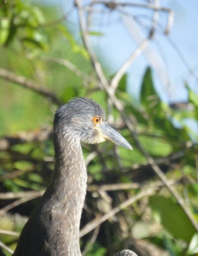 une grue sur les canaux de tortuguero, Costa Rica