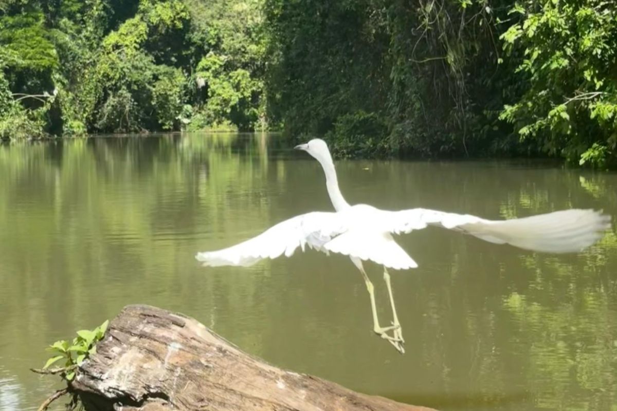 Tortuguero Un oiseau vu à Tortuguero, au Costa Rica