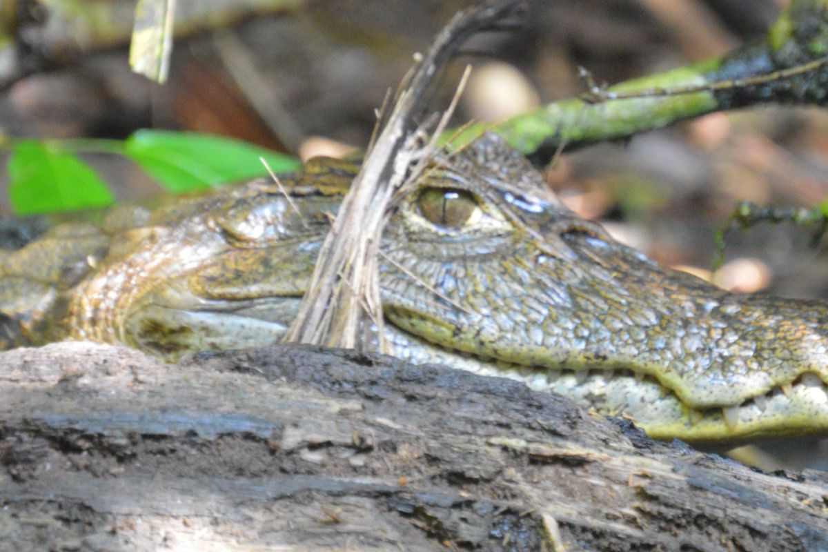 Un alligator observée dans les canaux de Tortugero, parc national au Costa Rica
