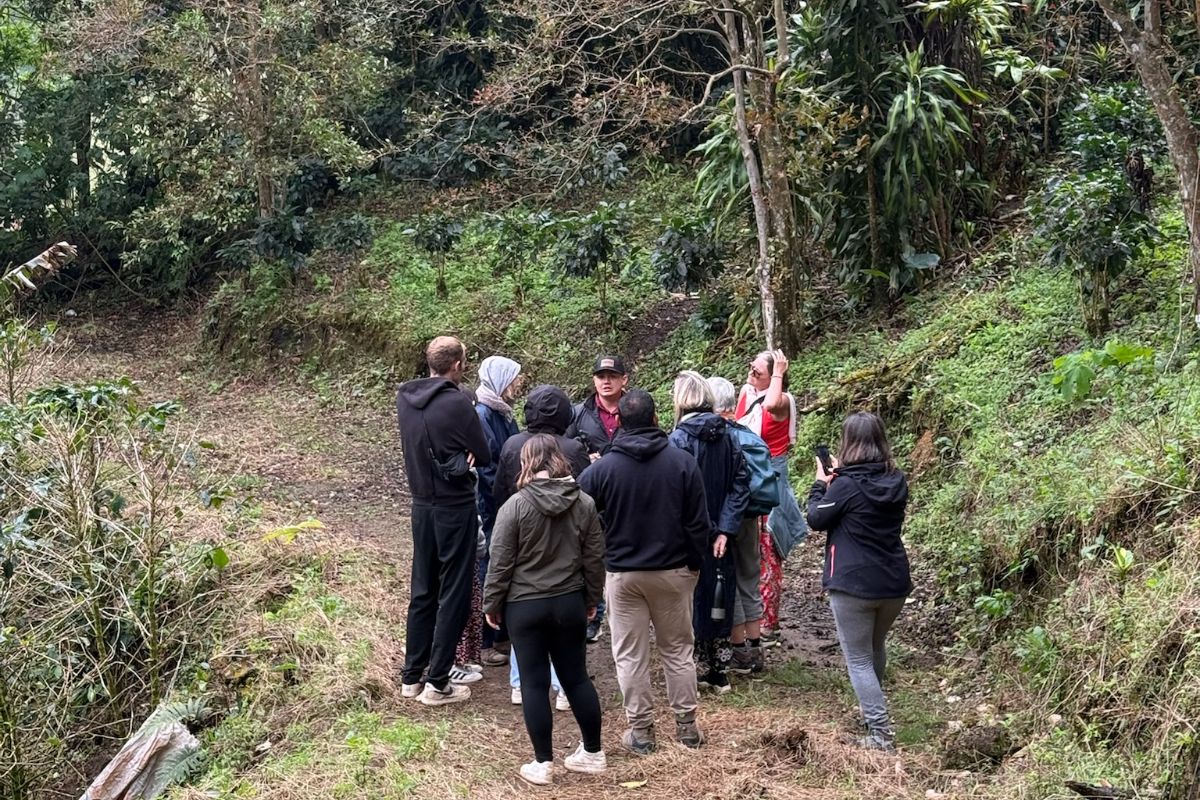 explications Un groupe écoute les explications d'un guide sur le café du Costa Rica
