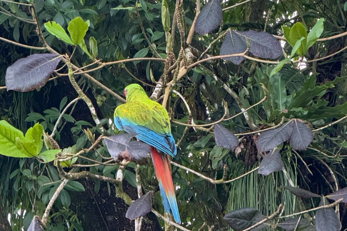 un ara vert observé à Tortuguero, au Costa Rica