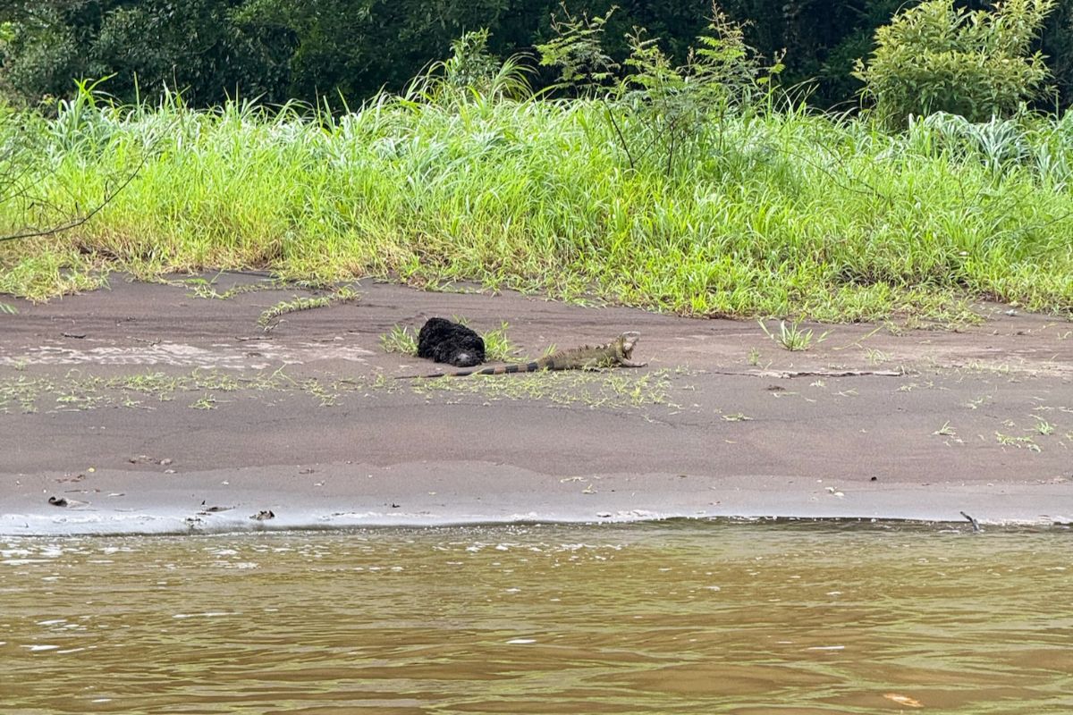 Un grand iguane observé à Tortuguero au Costa Rica