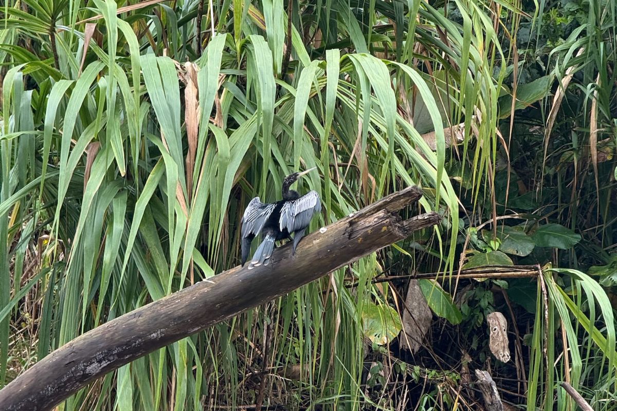 Un héron observé à Tortuguero, au Costa Rica