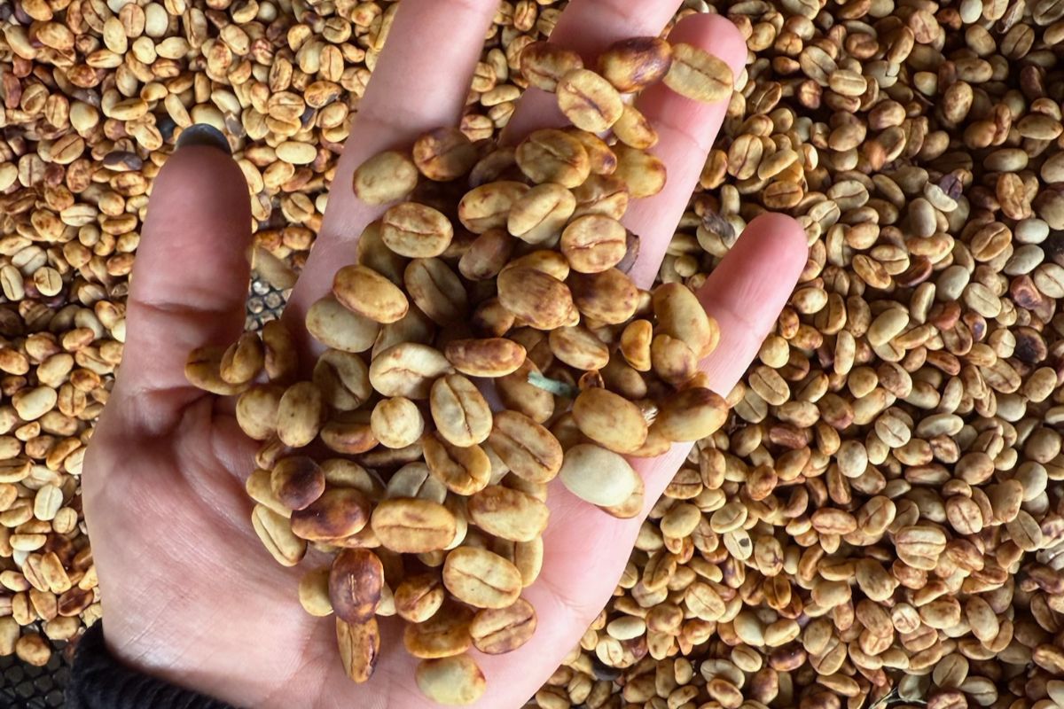 grains de café une main remplie de grains de café dans une plantation au Costa Rica