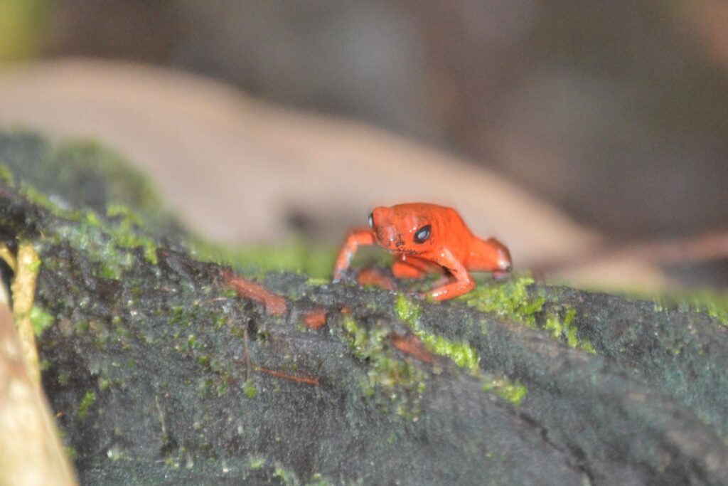 une grenouille rouge et venimeuse observée à Tortuguero, au Costa Rica