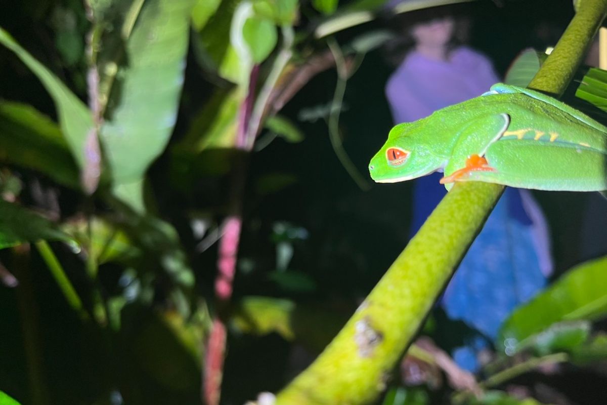 une grenouille verte observée à Tortuguero, Costa Rica