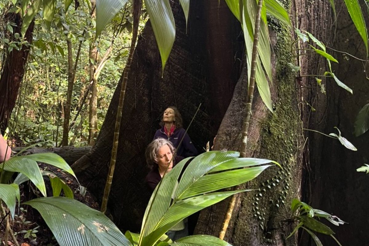l'arbre 200 ans différence entre la taille d'un humain et celle d'un arbre de 200 ans au Costa Rica