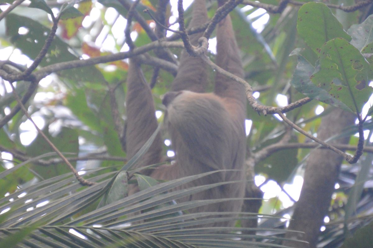 Un paresseux dans un arbre à Tortuguero, au Costa Rica