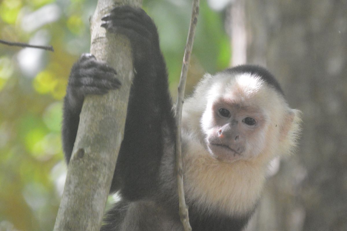 singe cariblanco un singe capucin pris en photo pendant un voyage sur mesure au Costa Rica