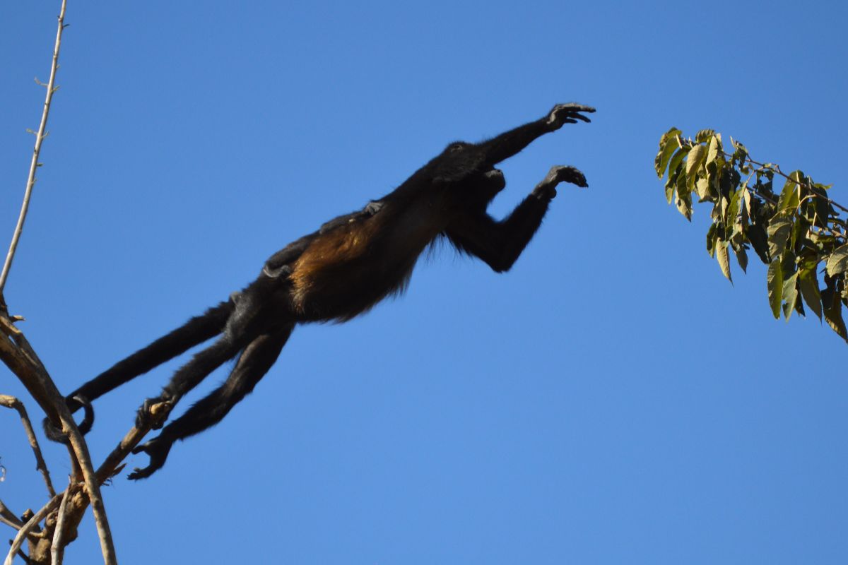 singe qui saute singe hurleur sautant d'un arbre à un autre au Costa Rica