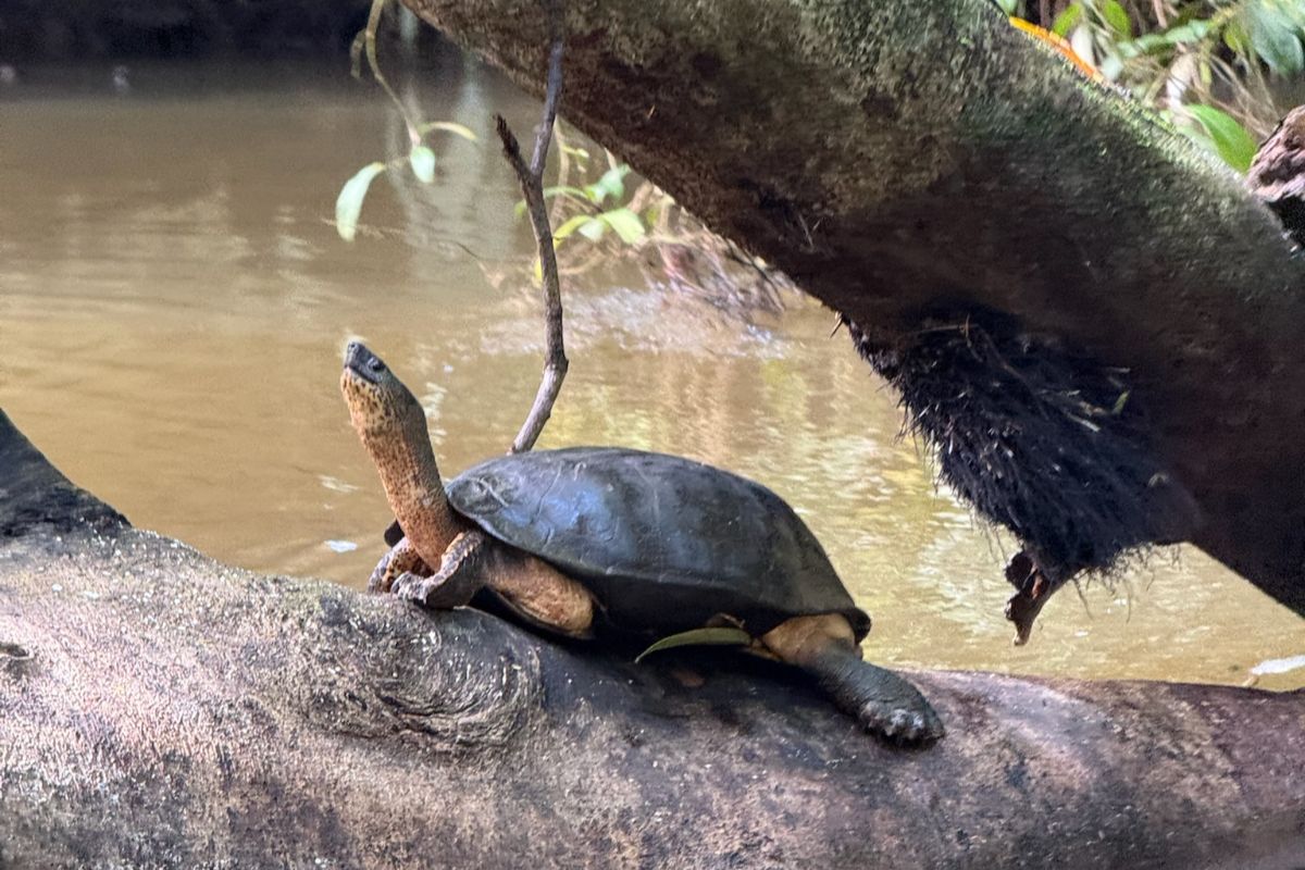 tortue 3 Une tortue observée dans les canaux de Tortugero, parc national au Costa Rica